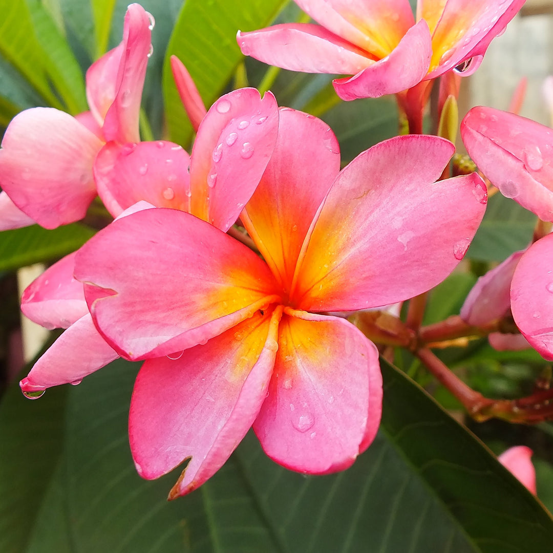 close image of a colourful frangipani flower with green leaves in the background all spotted with drops of water
